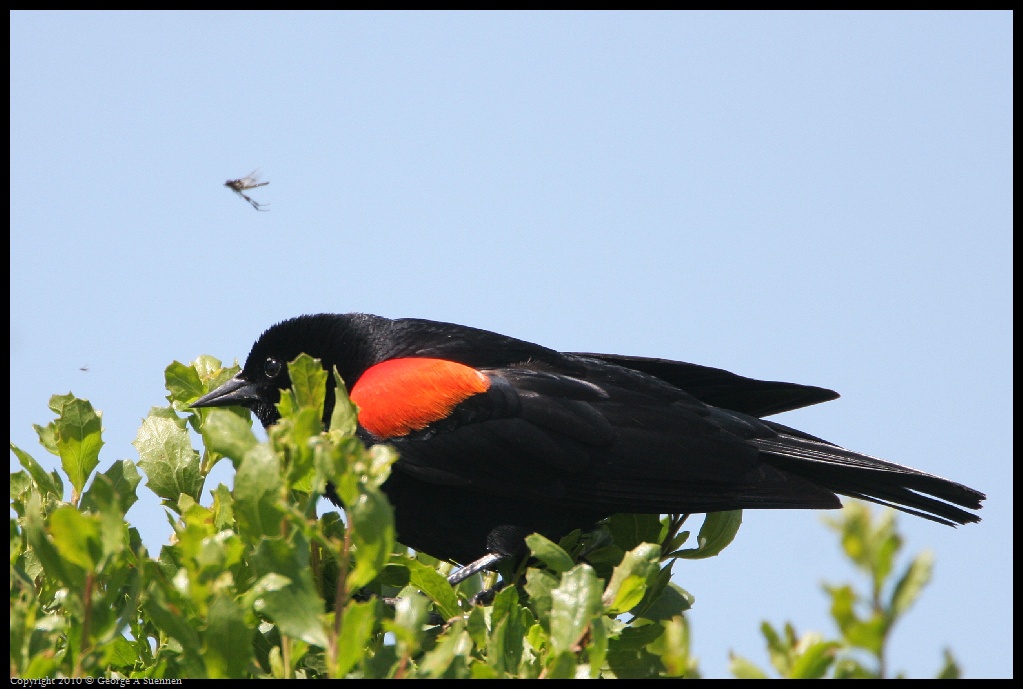 0425-031524-03.jpg - Red-winged Blackbird