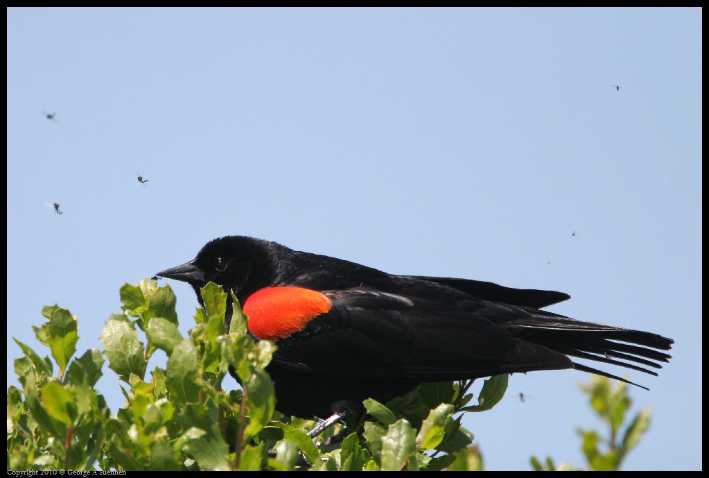 0425-031528-02.jpg - Red-winged Blackbird