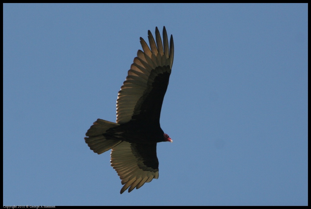 0425-033016-02.jpg - Turkey Vulture