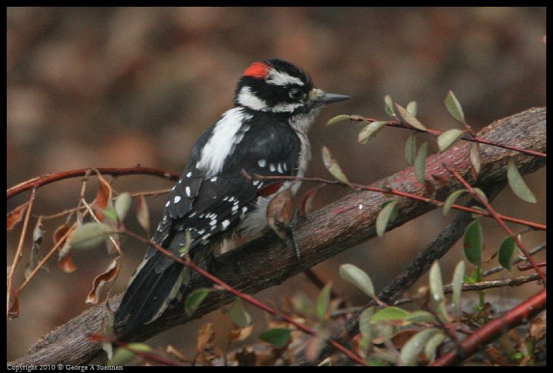 1017-123045-03.jpg - Downy Woodpecker