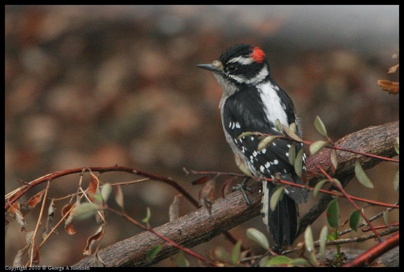 1017-123049-01.jpg - Downy Woodpecker