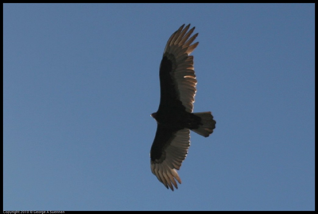 IMG_0236.jpg - Turkey Vulture - Maimi