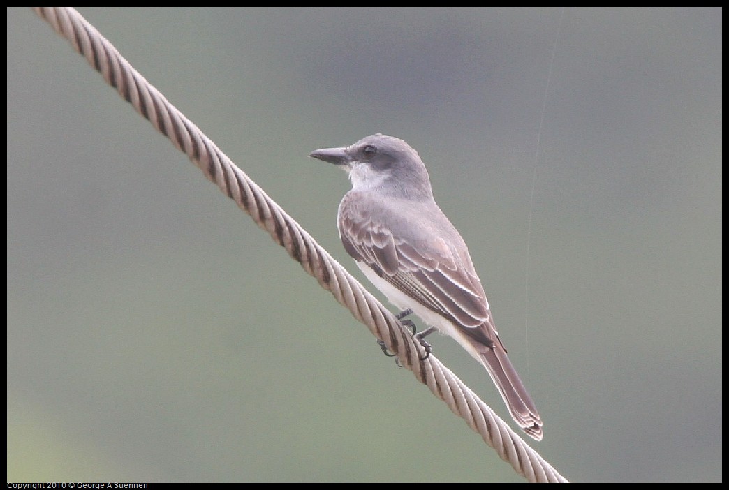 IMG_2477.jpg - Gray Kingbird - Tortola, BVI