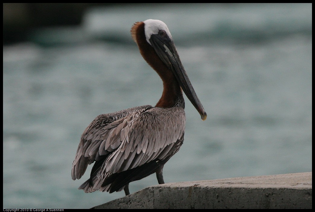 IMG_2649.jpg - Brown Pelican - Tortola, BVI