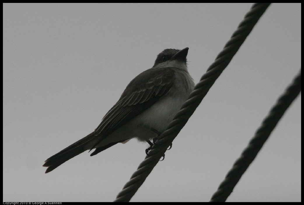 IMG_2967.jpg - Gray Kingbird - Tortola, BVI