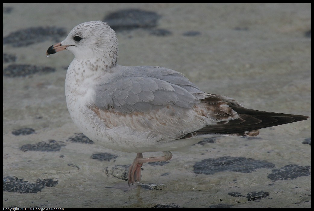 IMG_3869.jpg - Herring Gull - Great Stirrup Cay