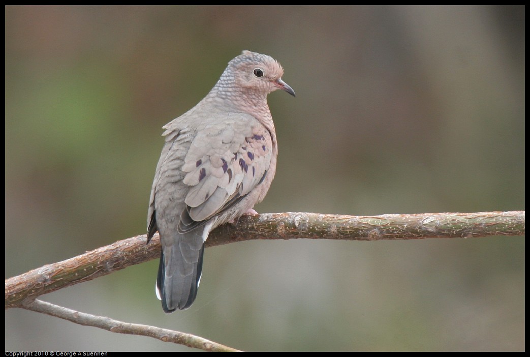 IMG_4193.jpg - Common Ground Dove - Great Stirrup Cay