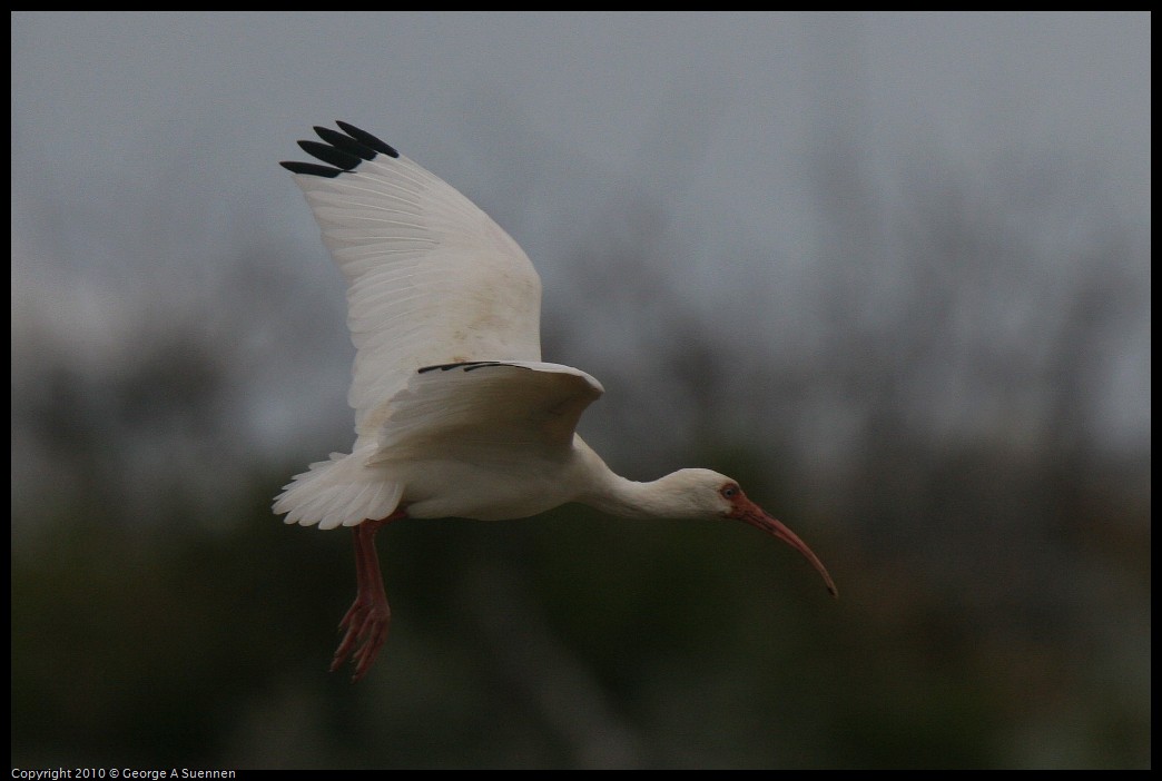 IMG_4476.jpg - White Ibis - Great Stirrup Cay