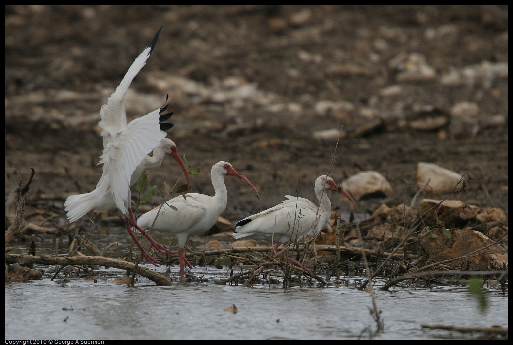 IMG_4490.jpg - White Ibis - Great Stirrup Cay