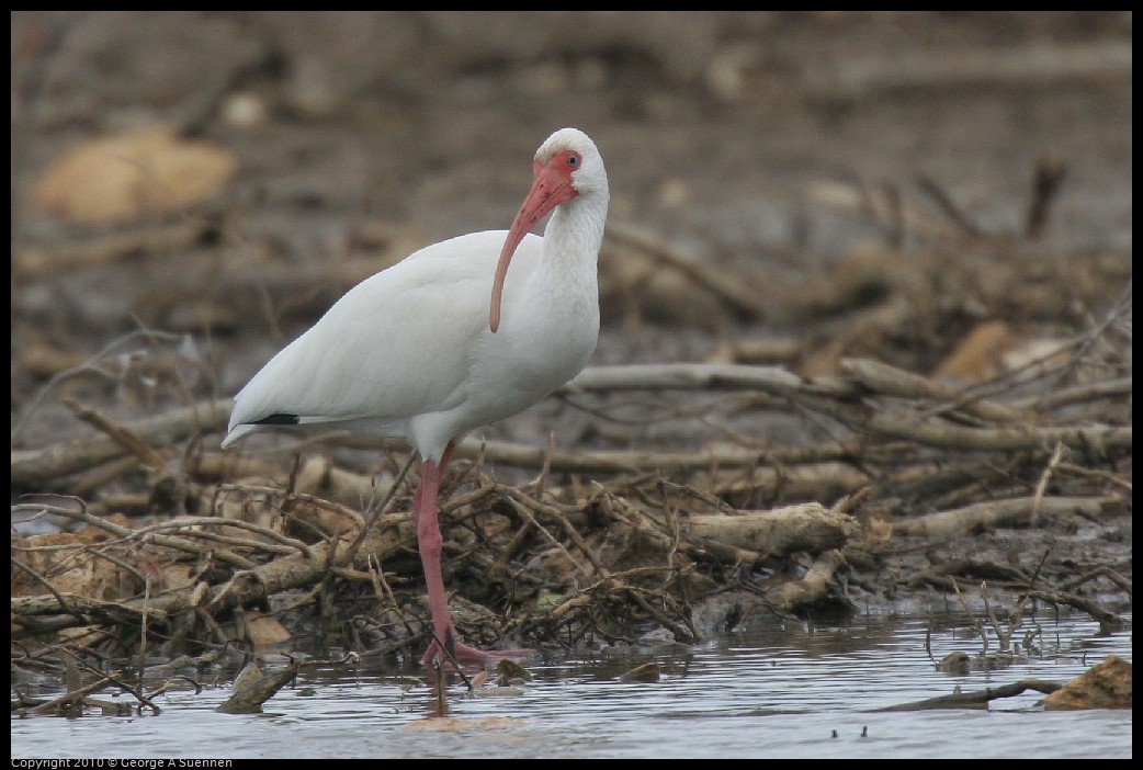 IMG_4631.jpg - White Ibis - Great Stirrup Cay