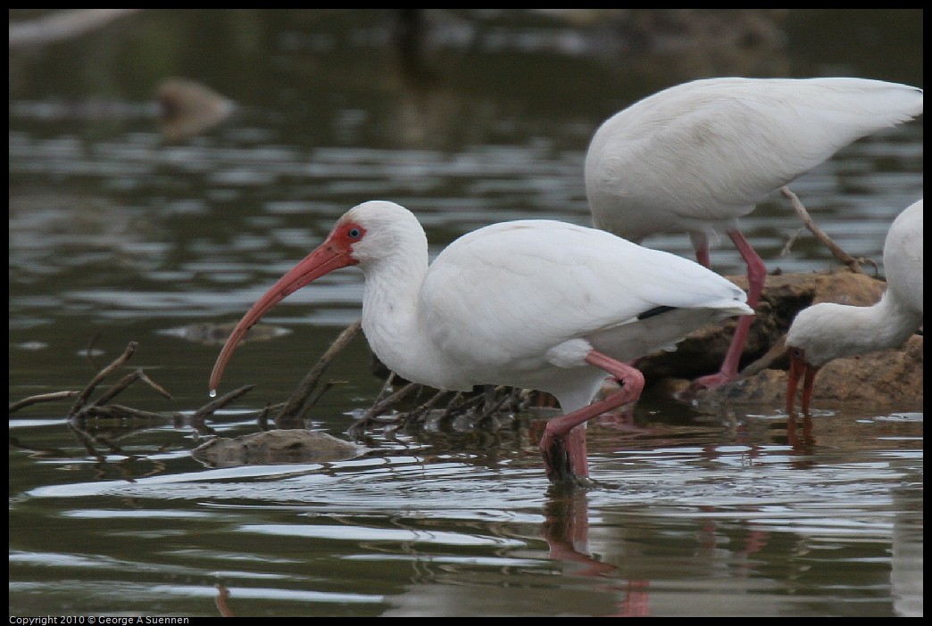 IMG_4818.jpg - White Ibis - Great Stirrup Cay