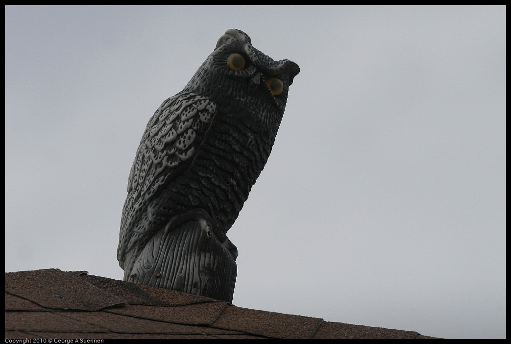 IMG_4985.jpg - Owl Decoy - Great Stirrup Cay