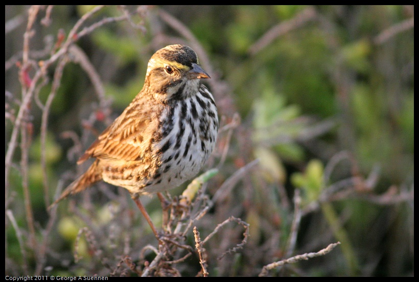 0116-175033-02.jpg - Savannah Sparrow