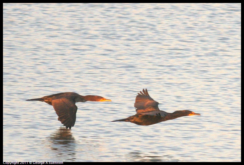 0116-175836-01.jpg - Double-crested Cormorant