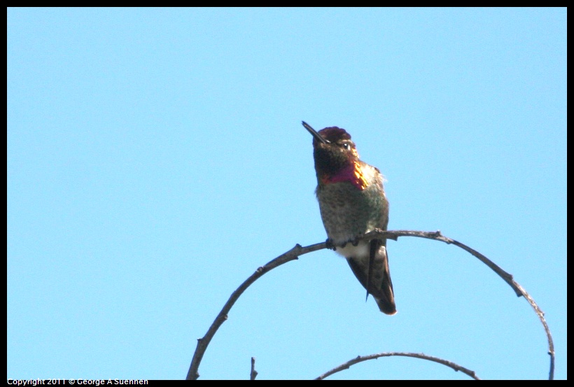 0403-145151-01.jpg - Anna's Hummingbird
