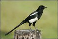 Black-billed-Magpie