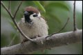 Eurasian-Tree-Sparrow