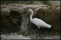 Little-Egret