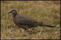 Spotted-Dove