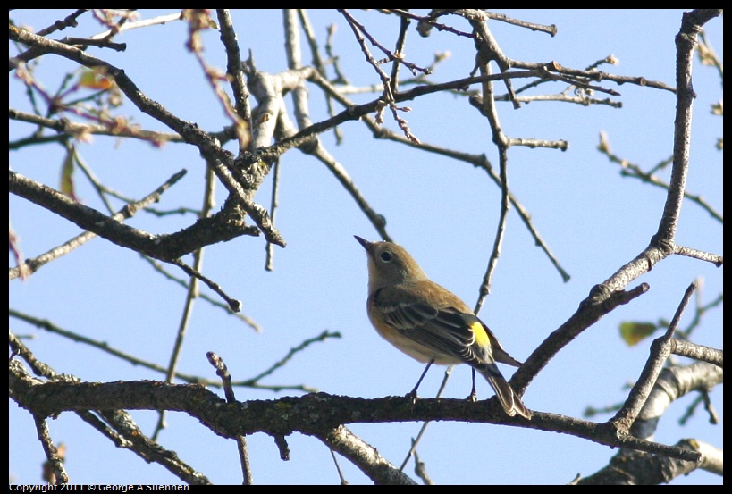 1023-161417-02.jpg - Yellow-rumped Warbler