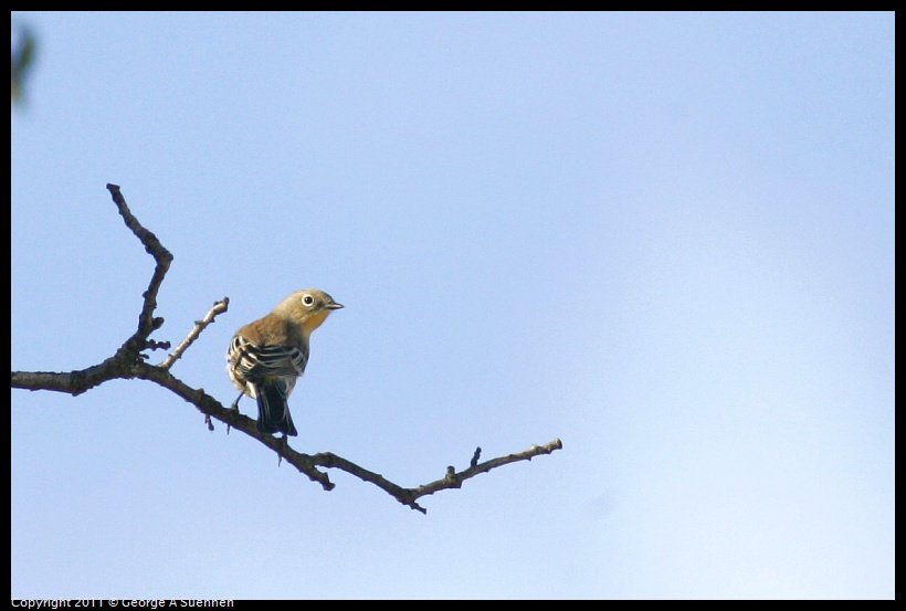 1023-161730-01.jpg - Yellow-rumped Warbler