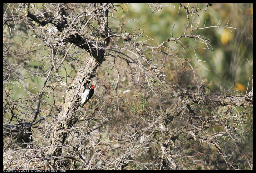 1023-163011-01.jpg - Acorn Woodpecker
