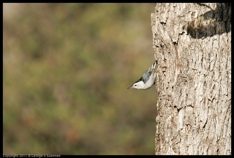 1023-164740-01.jpg - White-breasted Nuthatch