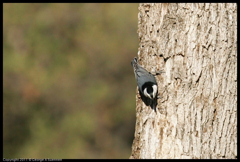 1023-164740-03.jpg - White-breasted Nuthatch