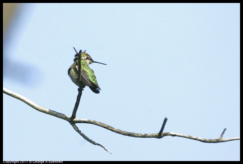 1113-131006-01.jpg - Anna's Hummingbird