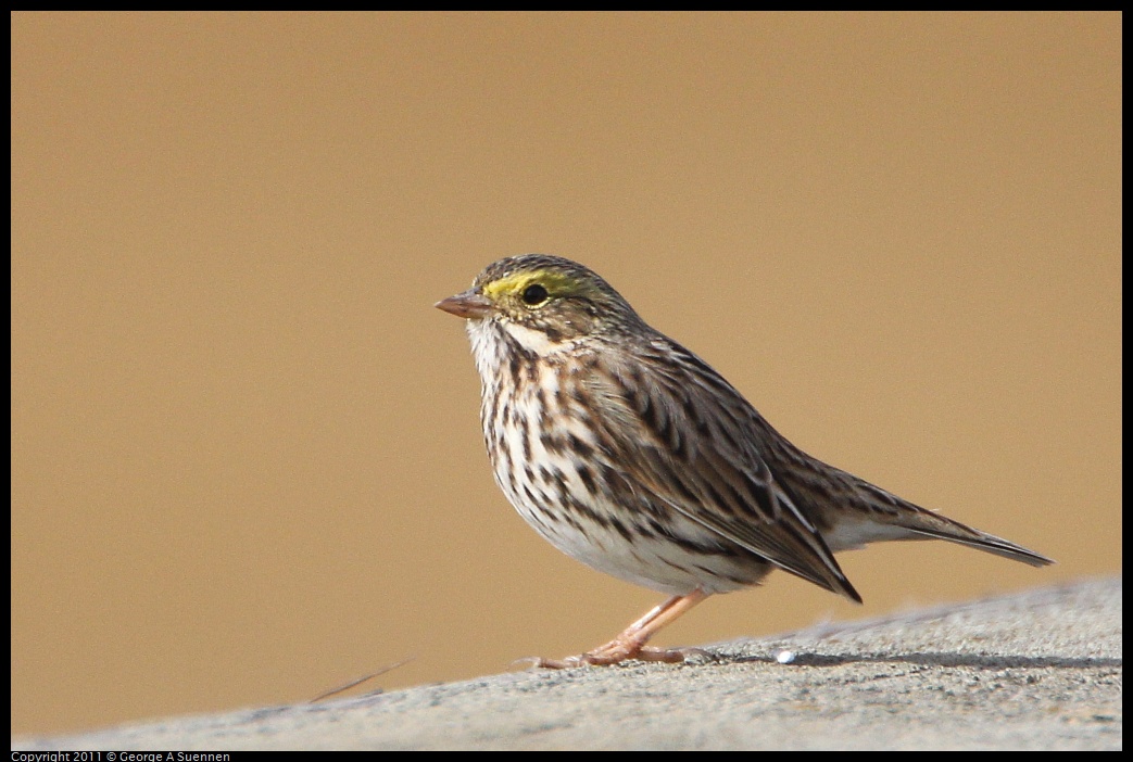 1127-124021-02.jpg - Savannah Sparrow
