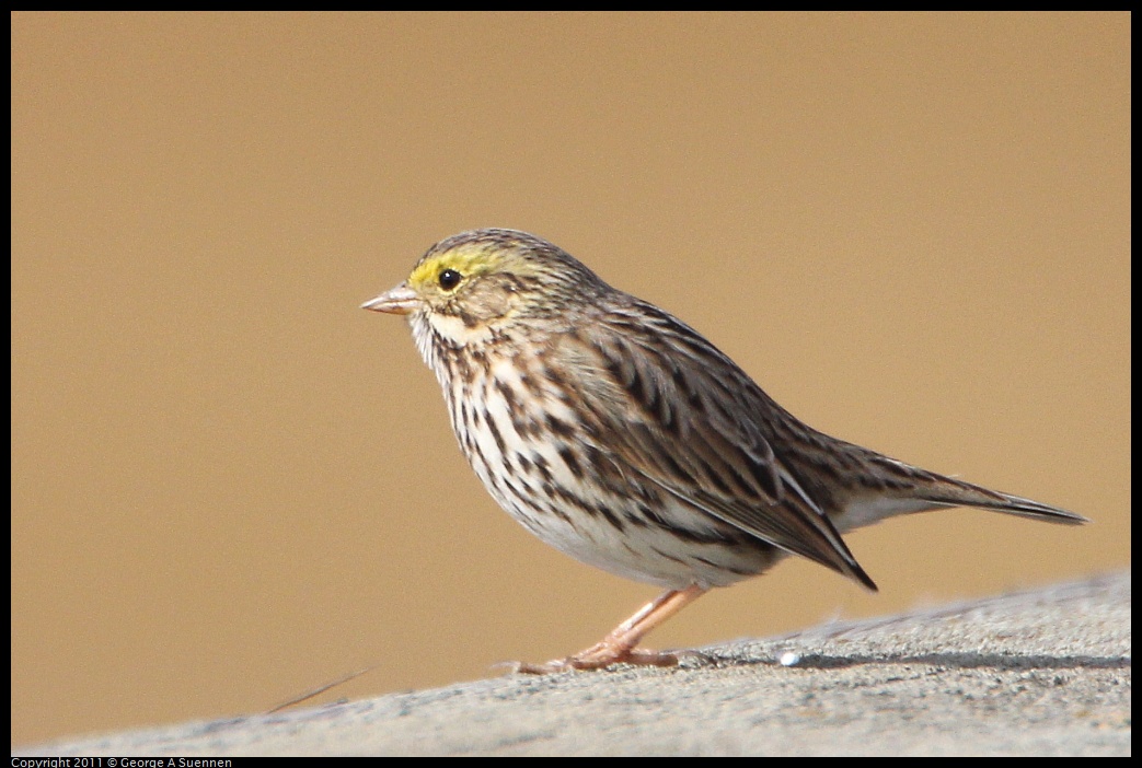 1127-124025-01.jpg - Savannah Sparrow