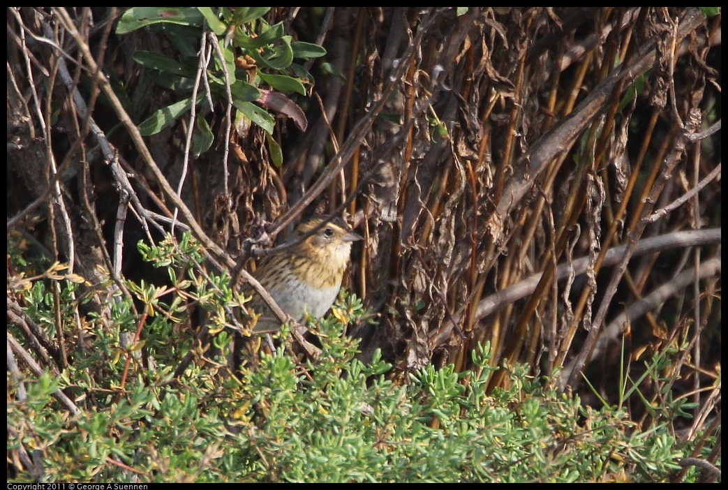 1127-131740-01.jpg - Nelson's Sharp-tailed Sparrow