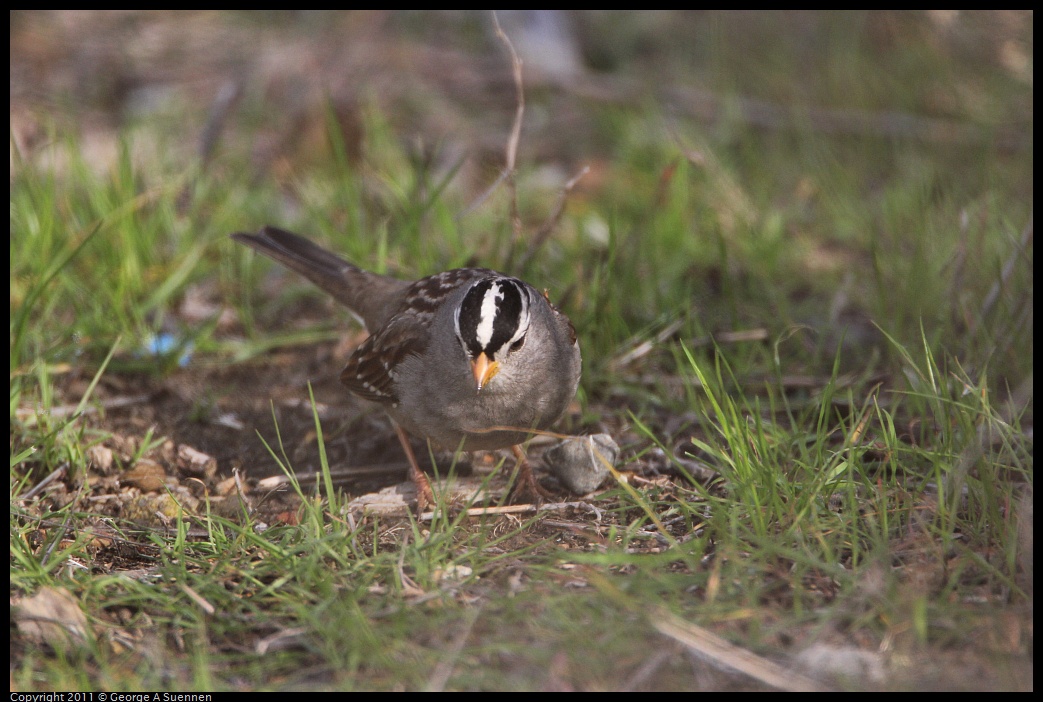 1127-132000-01.jpg - White-crowned Sparrow