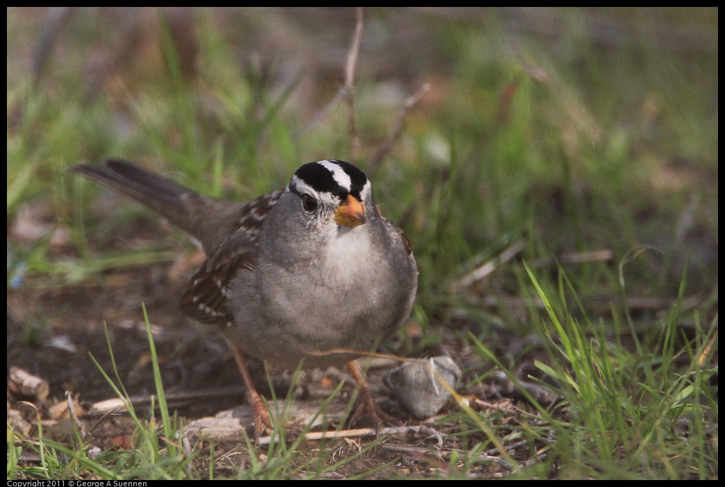 1127-132000-02.jpg - White-crowned Sparrow