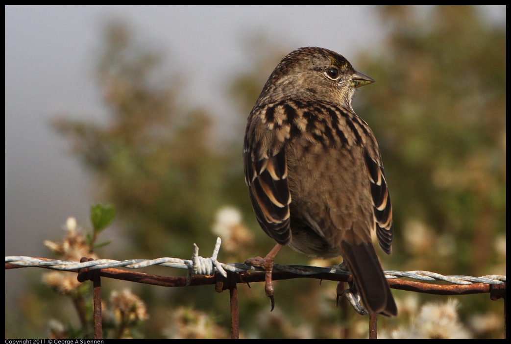 1127-133415-02.jpg - Golden-crowned Sparrow