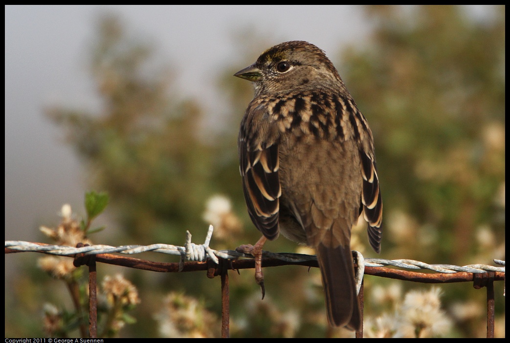 1127-133421-01.jpg - Golden-crowned Sparrow