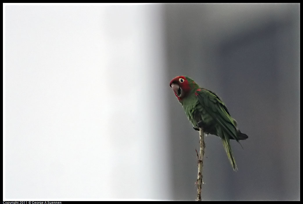 1127-141438-01.jpg - Red-masked Conure
