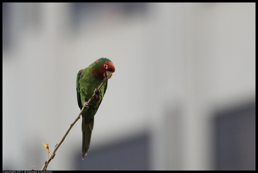 1127-141539-02.jpg - Red-masked Conure