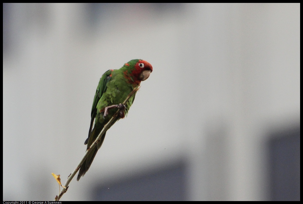 1127-141539-04.jpg - Red-masked Conure