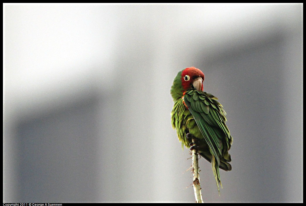 1127-141859-04.jpg - Red-masked Conure