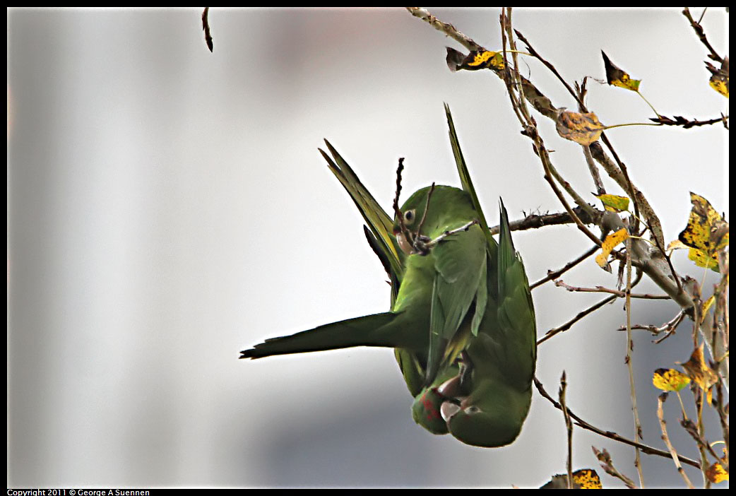 1127-142025-01.jpg - Red-masked Conure