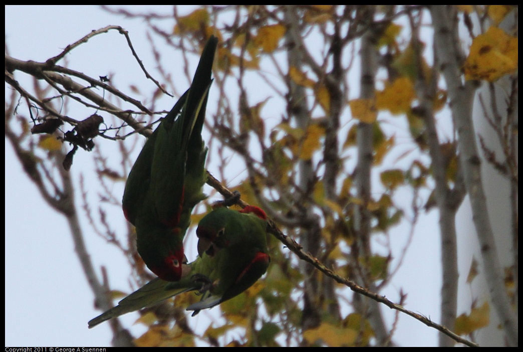 1127-142306-02.jpg - Red-masked Conure