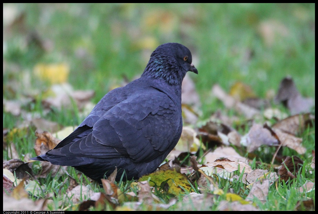 1127-145441-01.jpg - Black Pigeon