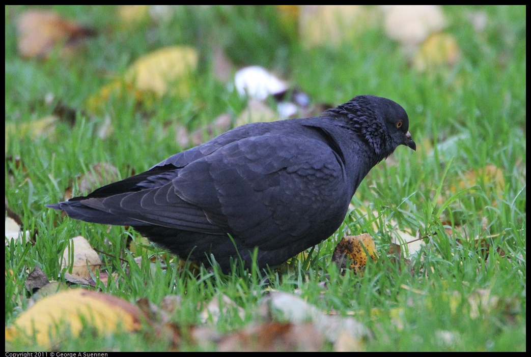 1127-145512-02.jpg - Black Pigeon
