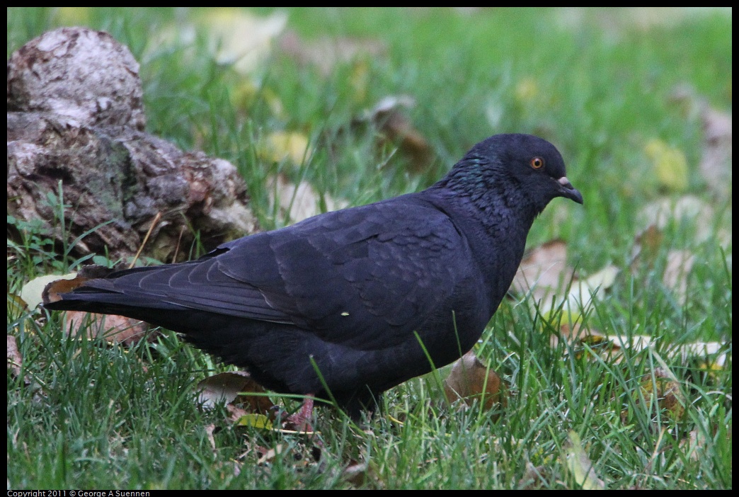 1127-145547-01.jpg - Black Pigeon