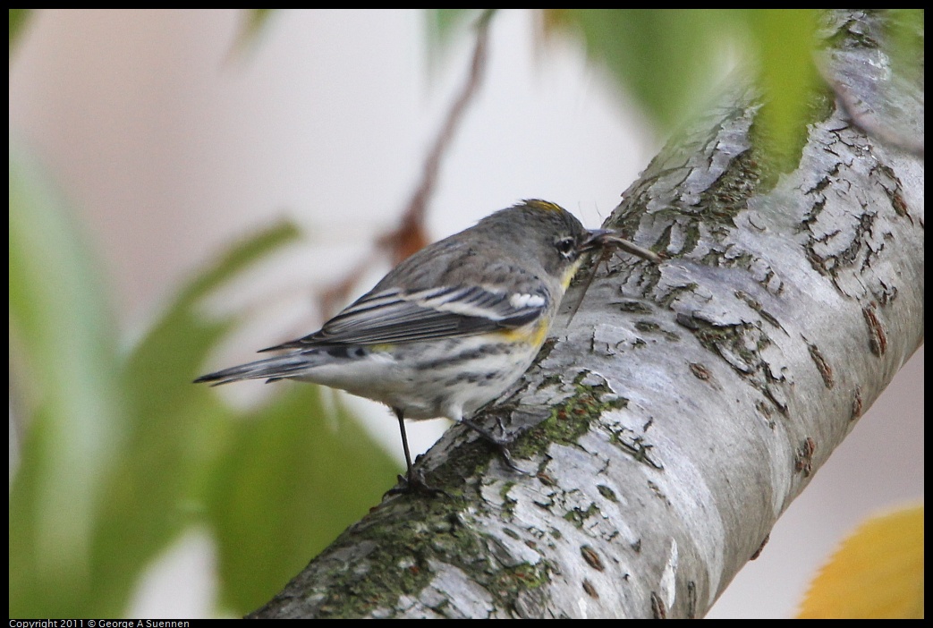 1127-150453-01.jpg -  Yellow-rumped Warbler