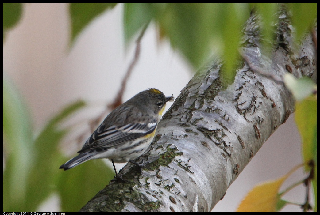 1127-150457-01.jpg - Yellow-rumped Warbler