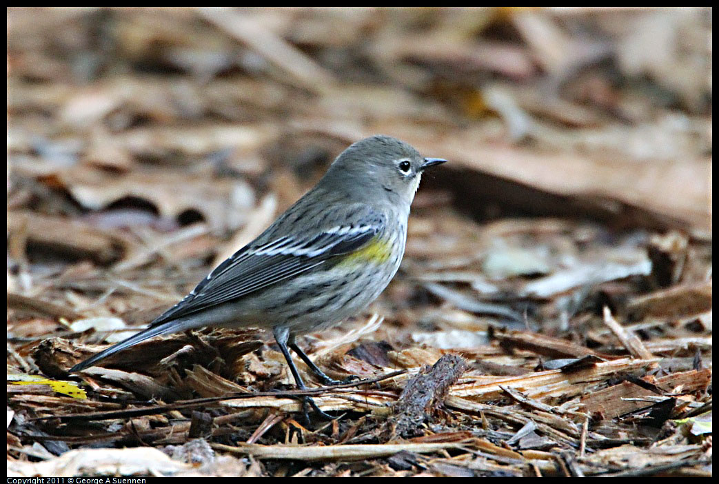 1127-151026-04.jpg - Yellow-rumped Warbler