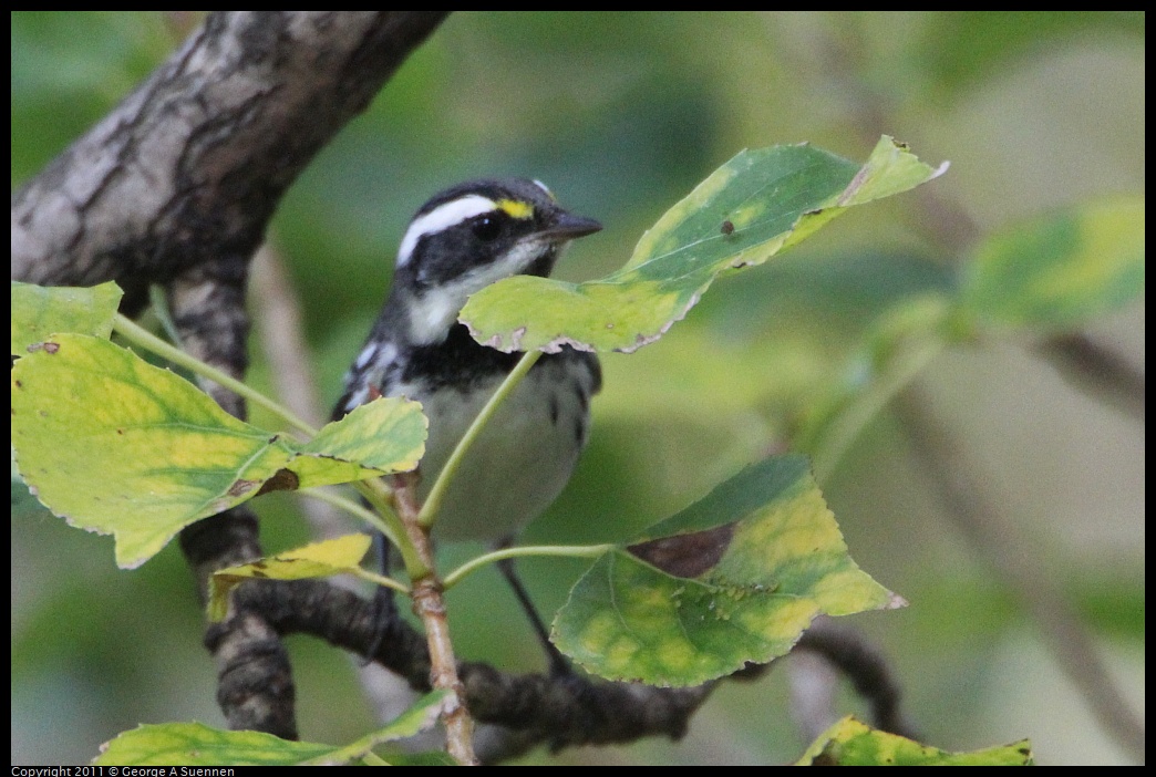 1127-151154-01.jpg - Black-throated Gray Warbler