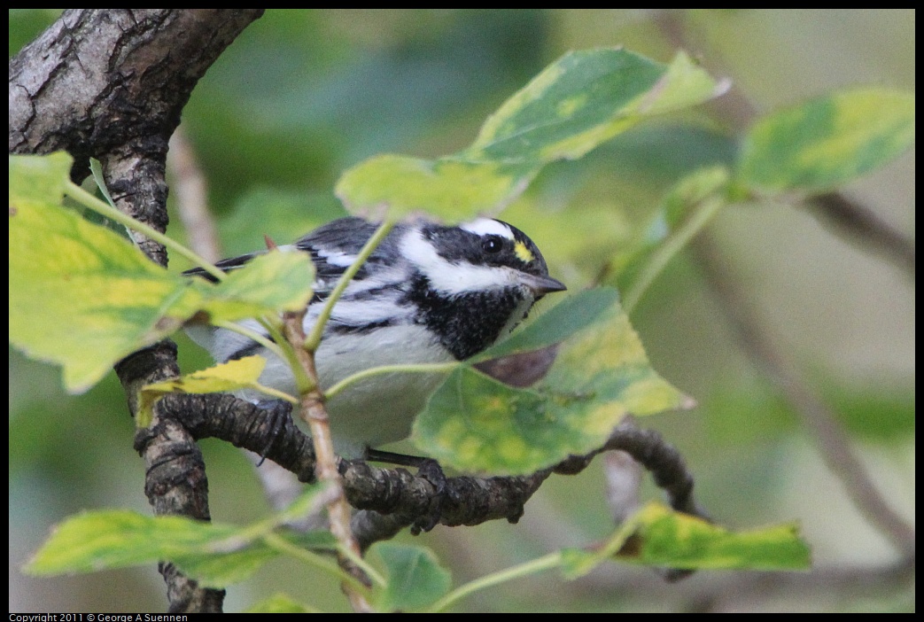 1127-151155-01.jpg - Black-throated Gray Warbler